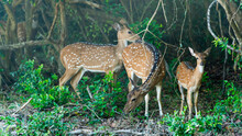 Wild Spotted Deer In Their Natural Habitat. Sri Lanka.