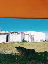 Dog Sitting Alone In The Shade In Front Front Of An Abandoned House 