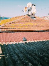 Bird On The Rooftop 