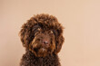 © Valentina Barreto/Stocksy - water dog studio portrait