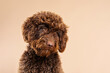 © Valentina Barreto/Stocksy - hairy cute puppy dog studio portrait