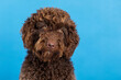 © Valentina Barreto/Stocksy - Spanish water dog on colored studio background