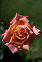 Gradient Rose With Pink And Orange Tones