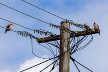 Laughing Kookaburra's Perched On Electrical Telegraph Pole