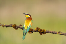 European Bee-Eaters Looking For Bees To Eat  