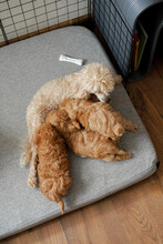 Poodle Dog Feeding Her Puppies On A Bed At Home
