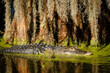 © Paul Tessier/Stocksy - American Alligator