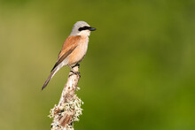 Male Red-Backed Shrike Perched On A Branch  