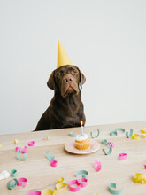 Dog Having A Birthday Party With Cake
