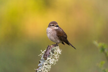 Female Red-Backed Shrike Perched On A Tree Branch 