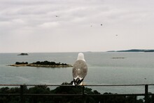 A Seagull At The Sea