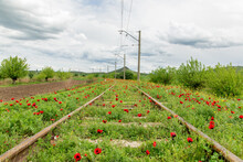 Landscape With Railroad Tracks Overgrown With Poppies
