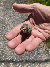 A Hatchling Fell Off Its Nest, A Man Put It Back Under The Tree
