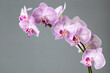 © Lauren Lee/Stocksy - Purple striped orchids