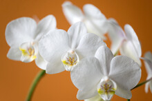 White Orchid And Buds