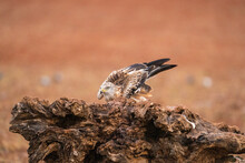 Red Kite Perched On An Old Olive Tree Trunk  