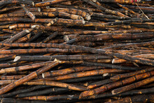Burnt Sugare Cane