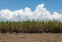 Sugar Cane Planted In The Field