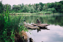 Wild Ducks Resting On A Pier