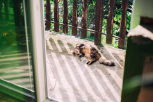 Cat Resting On The Balcony