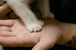 © Leah Flores/Stocksy - A Vet Holds the Paw of a Polydactyl Kitten