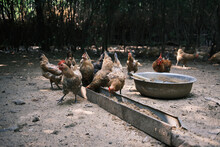 A Group Of Free Range Chickens Eating From A Feeding Trough In China.