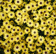Yellow Daisy Flowers