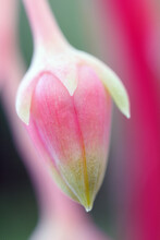 Pink Succulent Flower Bud