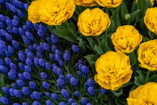 Blue Hyacinths And Yellow Ruffled Tulips