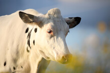 Dairy Cow In Field
