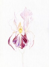Beautiful Iris Illustration 