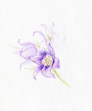 Botanical Illustration Of Pasqueflower