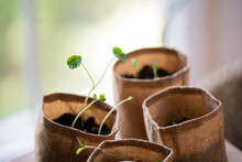 Seedlings Growing In Burlap Bags