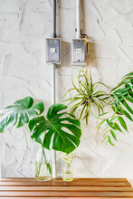Home Decoration Plants, Industrial Style.