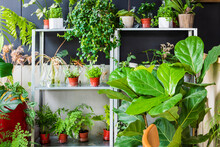 Green Plants In House Corner.