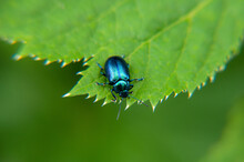 Blue Bug On Leaf