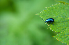 Blue Bug On Leaf