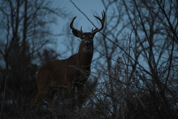 buck at dusk