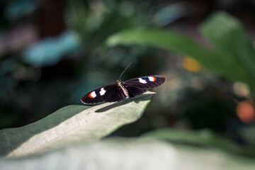 Poster - Butterfly perched on a leaf in a tropical garden