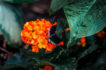 Poster - Butterfly perched on an orange flower in a tropical garden