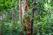 A Variety Of Jungle Trees In Thailand