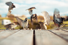Flying Birds Eating Bread Crumbs