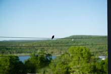 Hummingbird Sitting On A Wire Fence With Hills And Lake In Background