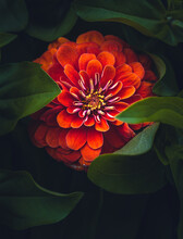 Zinnia And Leaves