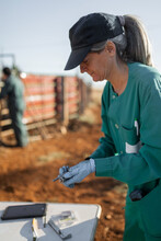 Veterinary Woman Checking Some Cows In A Ranch