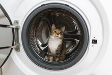 Cat In A Washing Machine