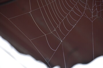 SPIDERS, WEBS AND COBWEBS