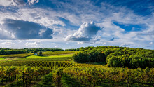 Vineyards Of Cognac Wines In Charente