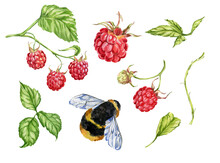 Raspberry. Watercolor Botanical Illustration Of Raspberry Berries And Leaves. Bee