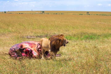 Poster - Masai Mara savannah with a male Lion and a killed animal